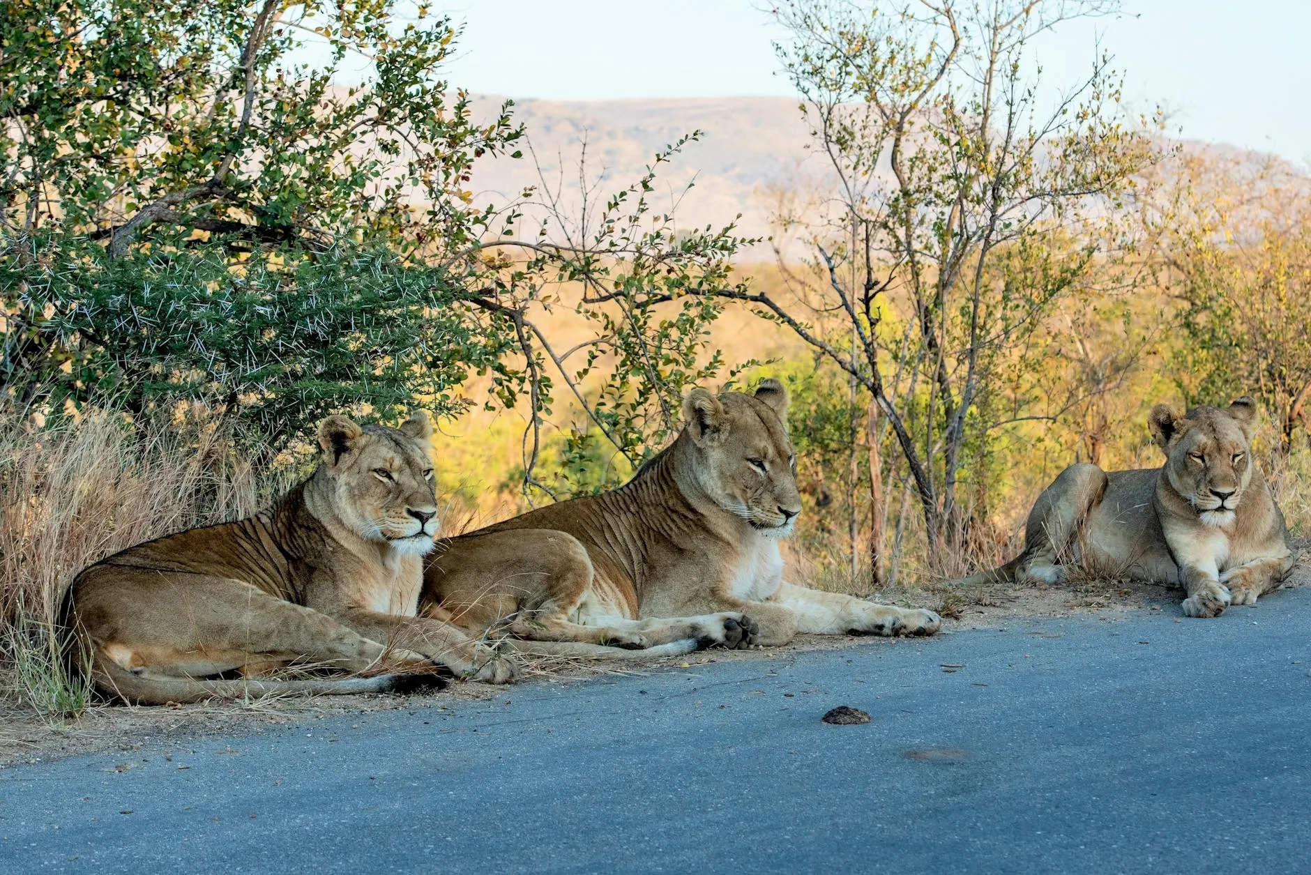 South Africa — lionesses resting beside a bushveld road at golden hour