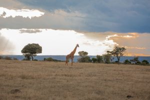 Riga to Nairobi, Kenya from €547
