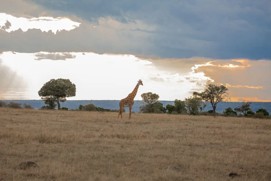 Kenya — a giraffe on the Maasai Mara savanna at sunset