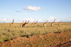 Cologne to Nairobi, Kenya from €563