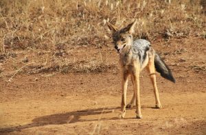 Düsseldorf to Nairobi, Kenya from €595