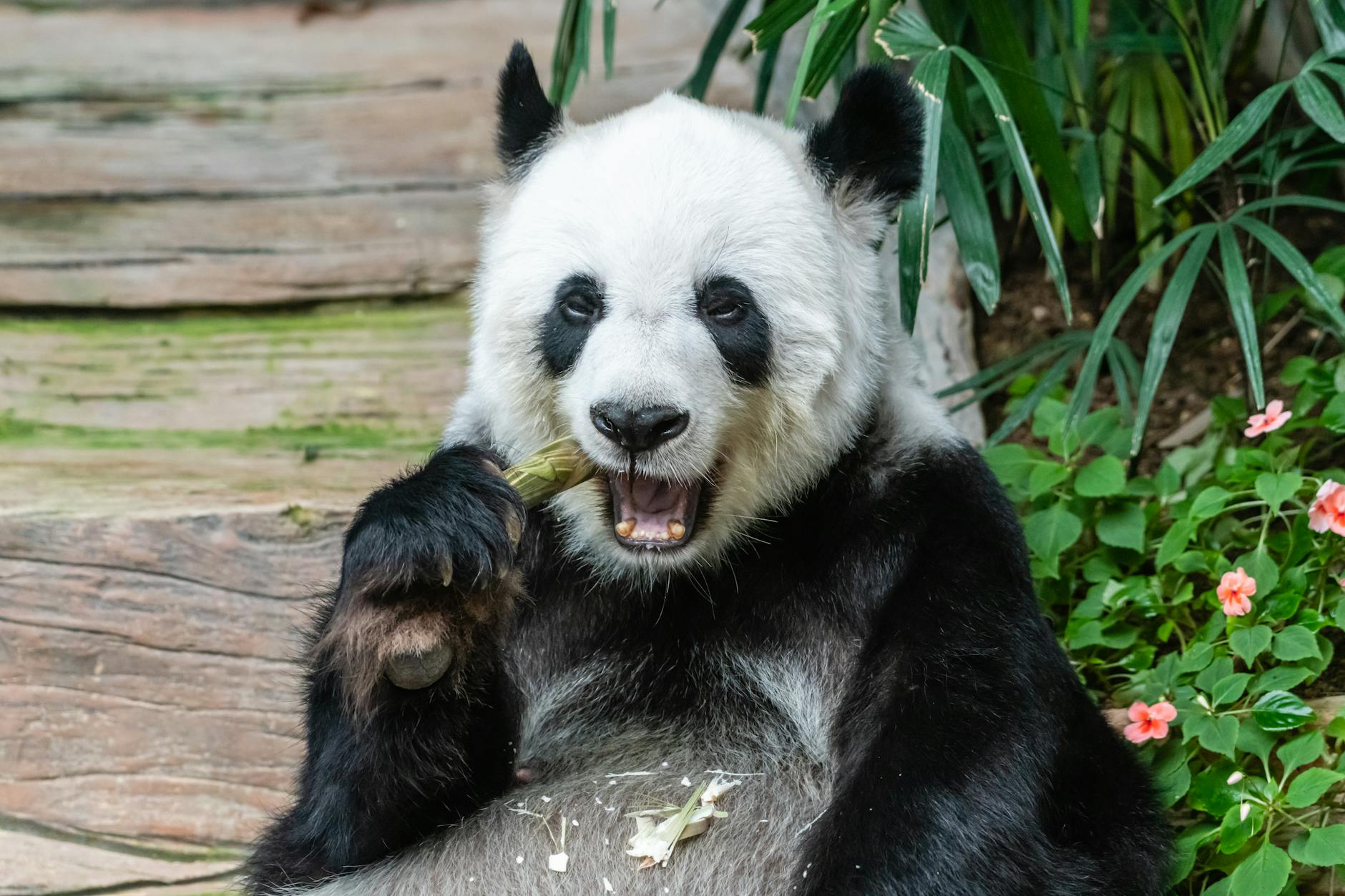 Giant panda eating bamboo in Chengdu, the third Air China transit hotel city alongside Beijing and Shanghai