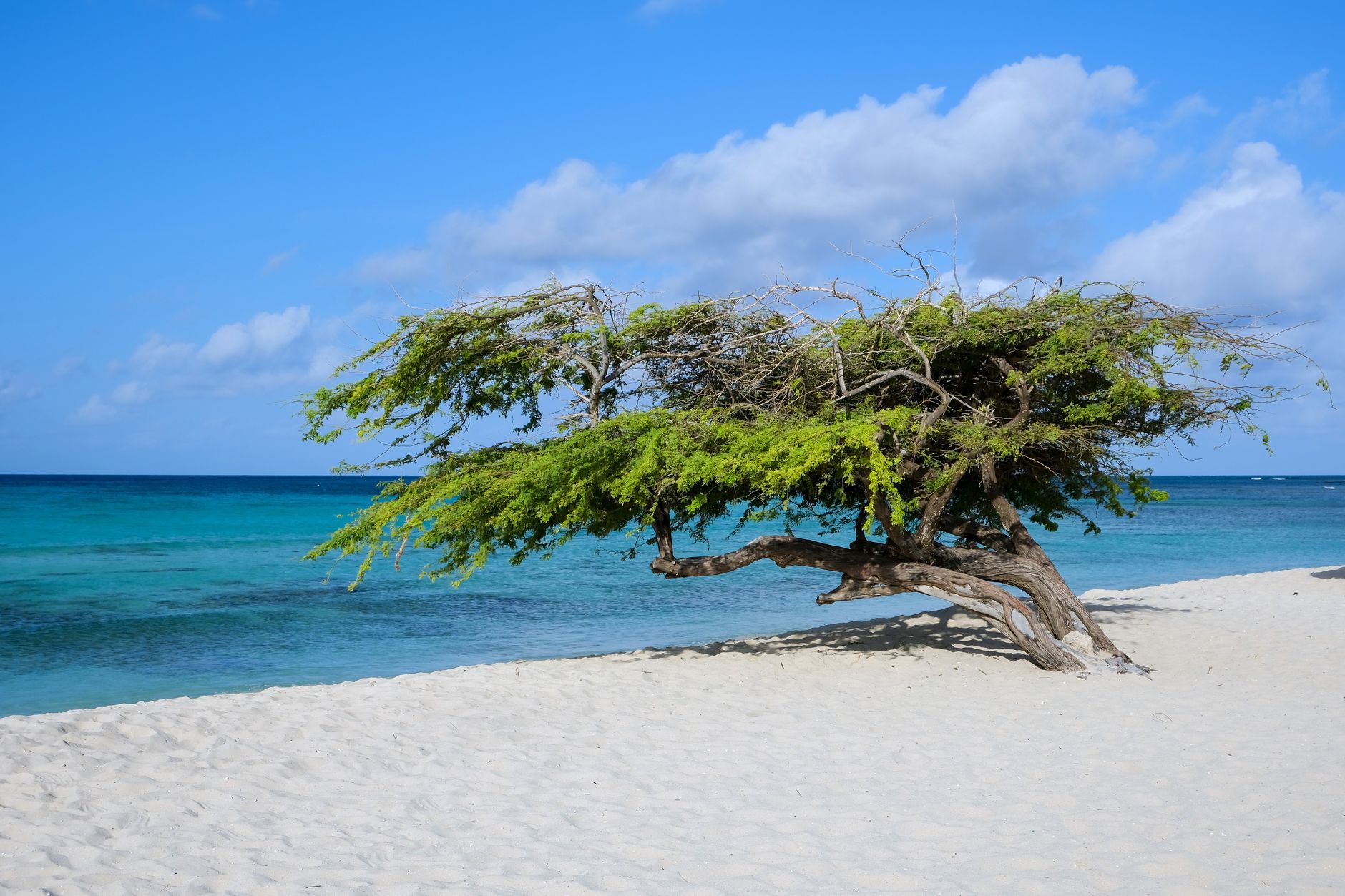 Aruba — divi-divi tree on a white-sand Caribbean beach