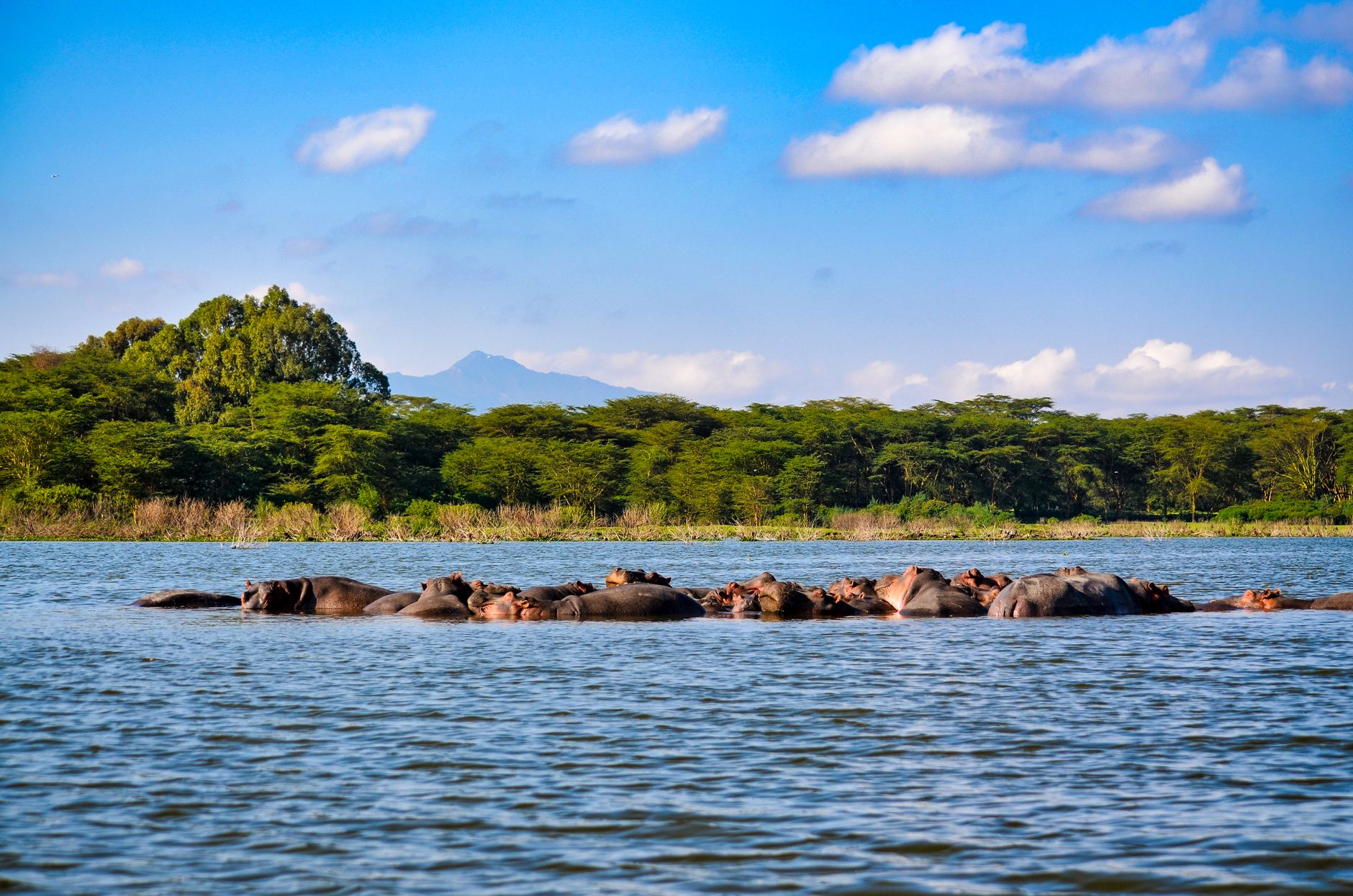 A pod of hippos in an African rift-valley lake