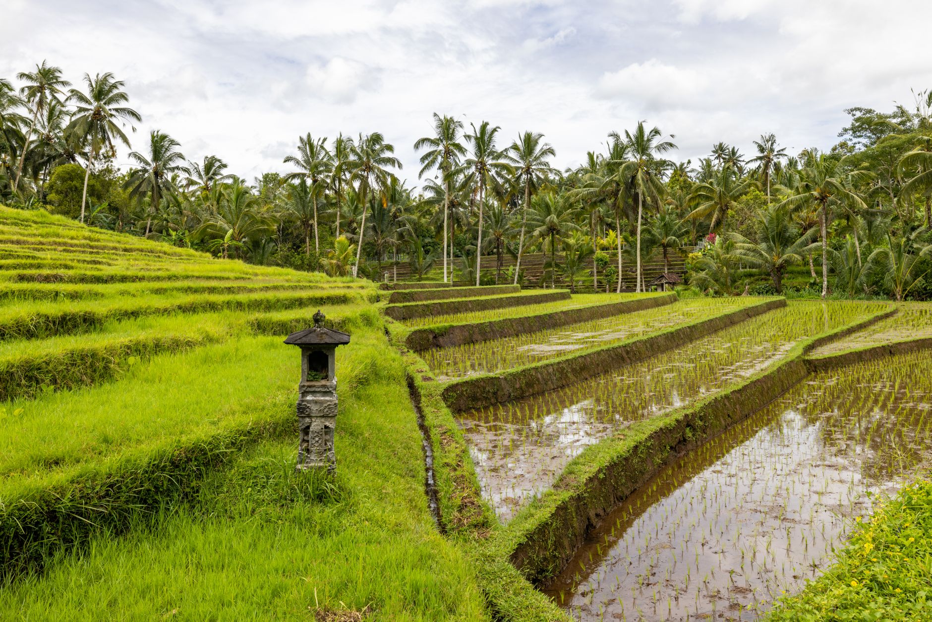 Rice terraces and a stone shrine in Bali