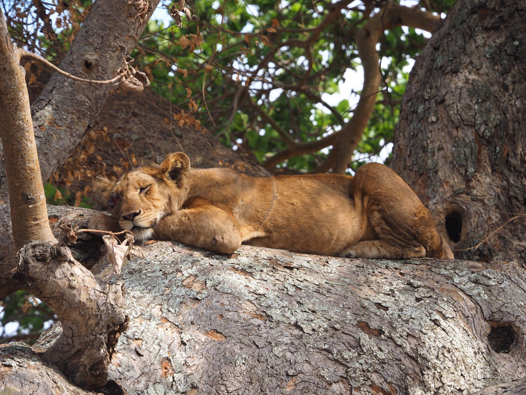 A lioness resting in a tree in western Uganda