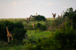Nuremberg to Entebbe, Uganda from €537