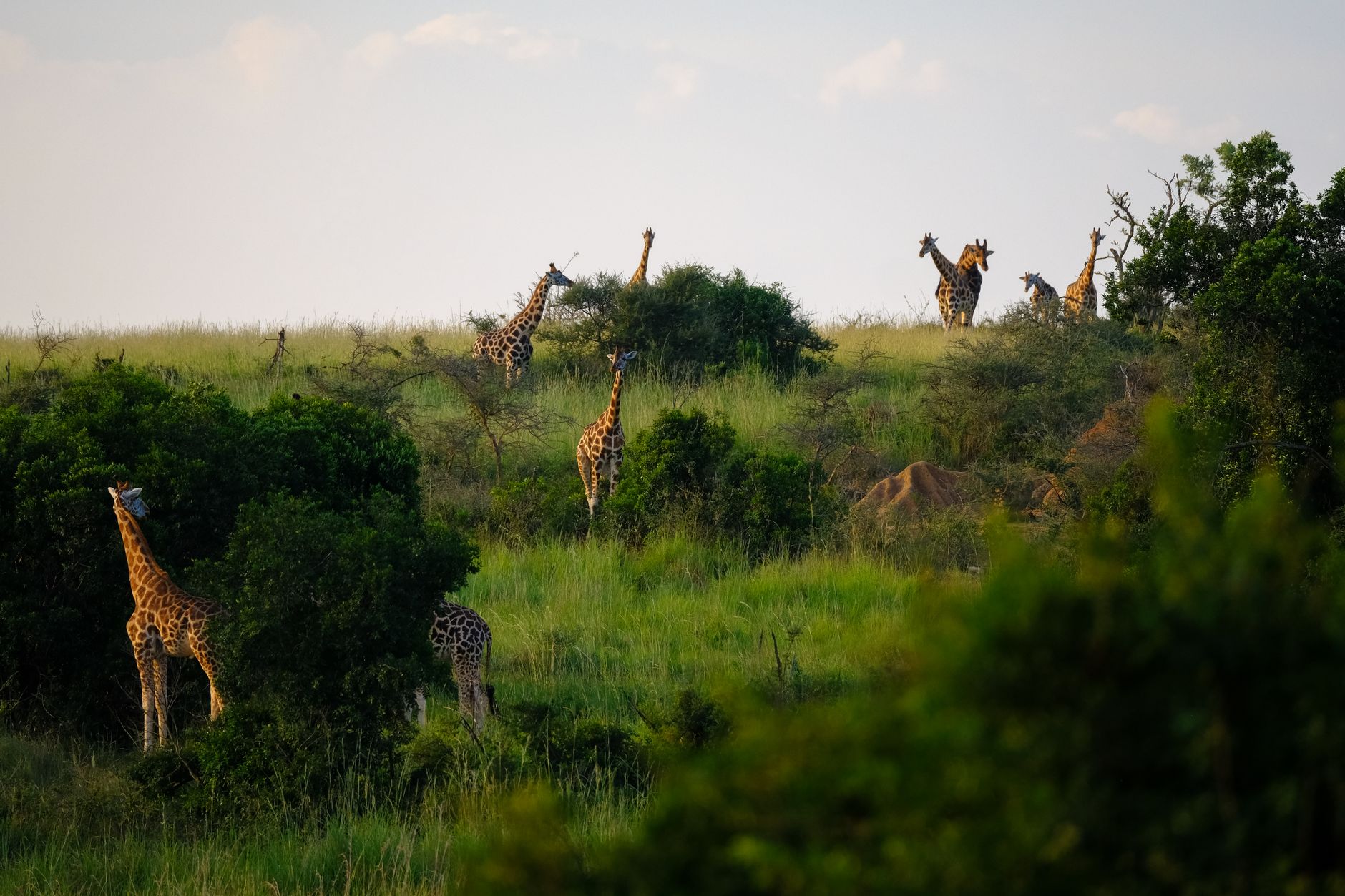 A tower of giraffes in Uganda's open savanna