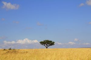 Brussels to Nairobi, Kenya from €546