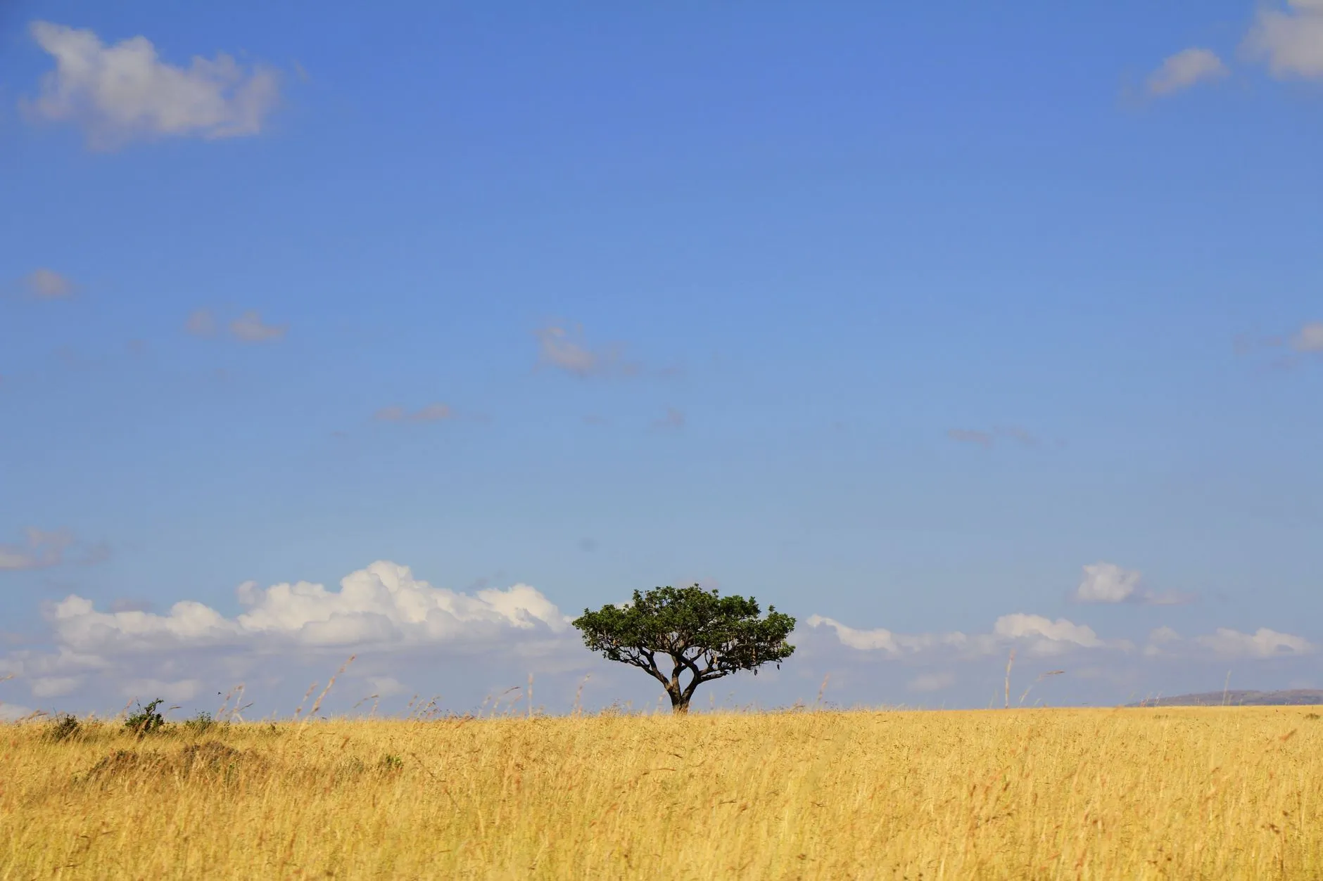 A lone tree stands against the sky in Kenya's Maasai Mara, capturing the essence of African savanna.
