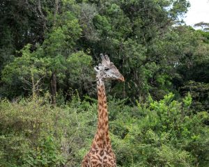 Gothenburg to Nairobi, Kenya from €401