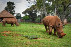 Prague to Johannesburg, South Africa from €497