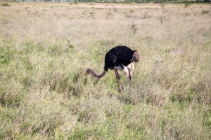 Istanbul to Nairobi, Kenya from €283