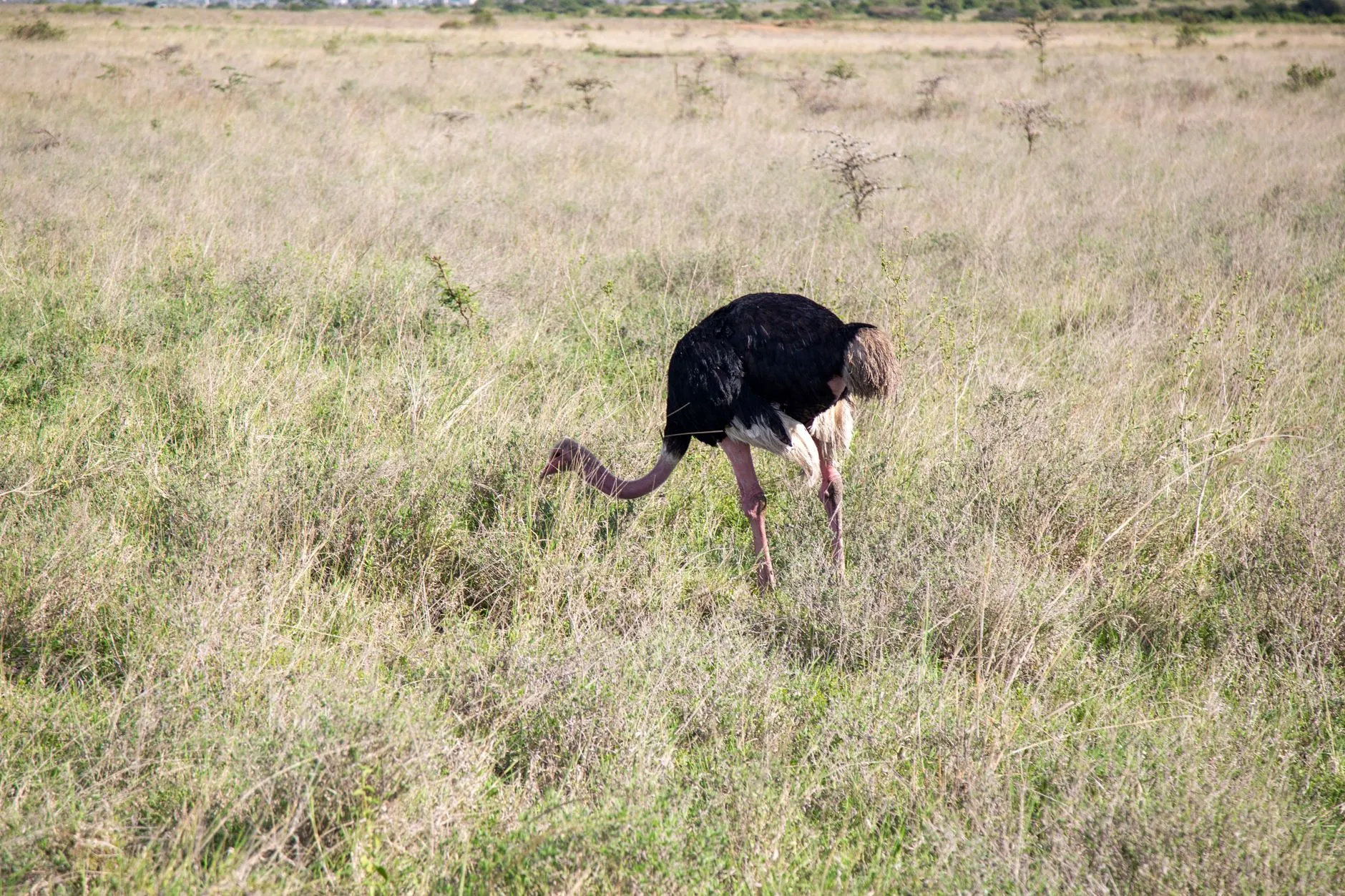 Nairobi, Kenya landmark in Nairobi, Kenya