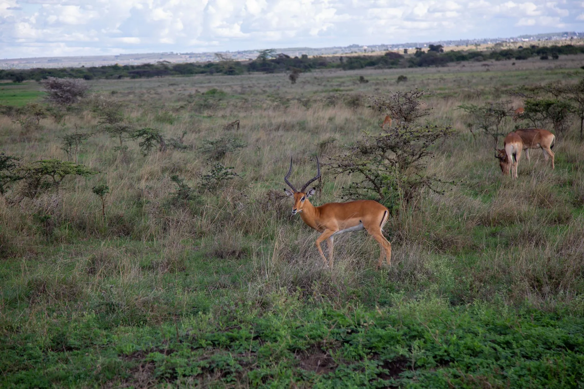 Nairobi landmark in Nairobi