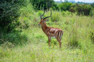 Istanbul to Nairobi, Kenya from €286