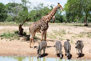 Riga to Johannesburg, South Africa from €521