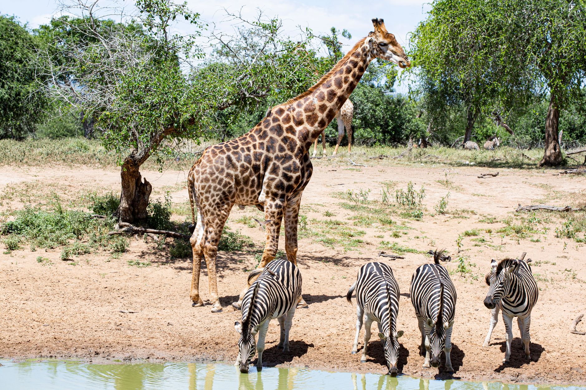 A giraffe and zebras at a bushveld waterhole, South Africa