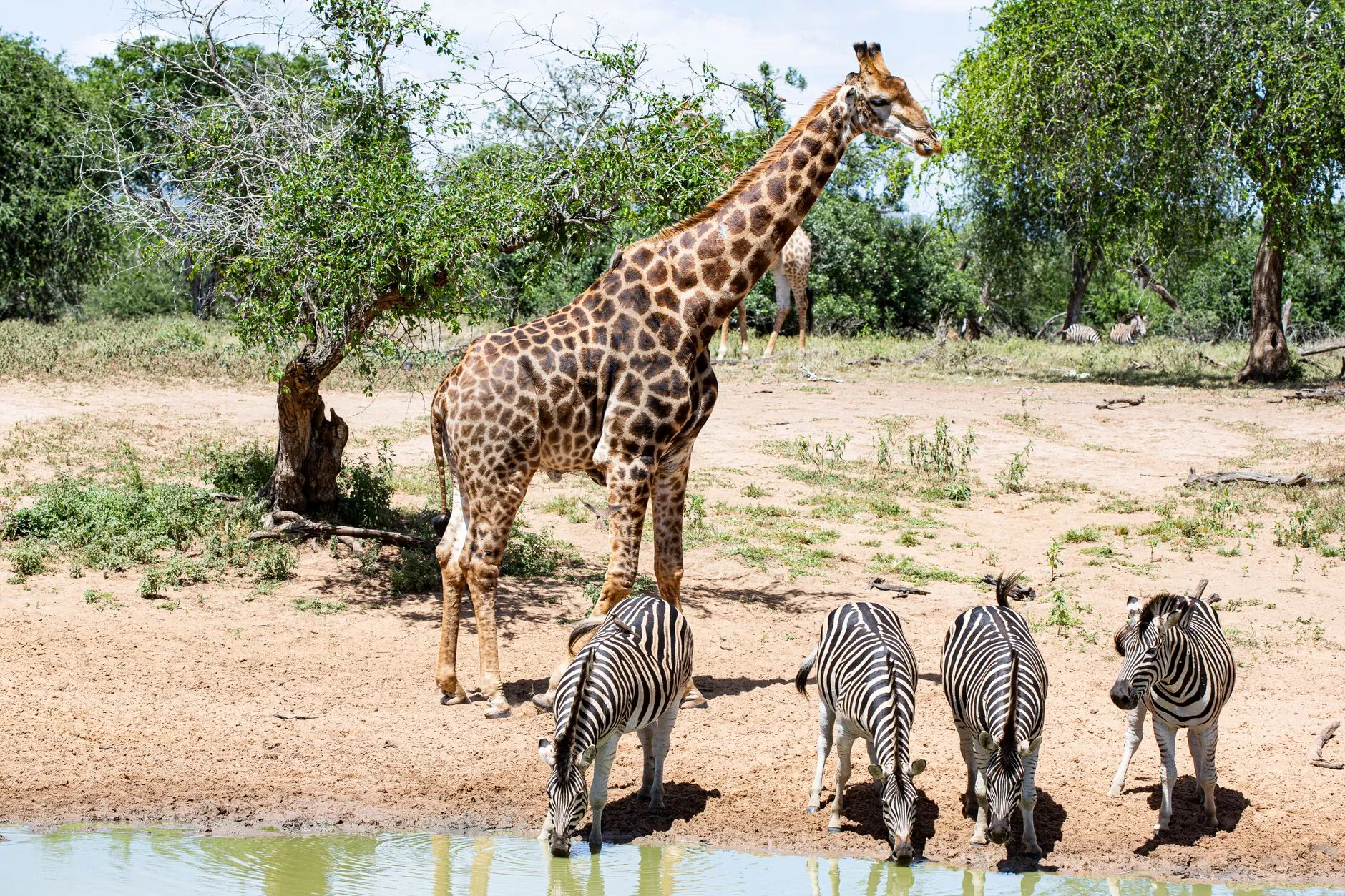 A giraffe and zebras at a bushveld waterhole, South Africa