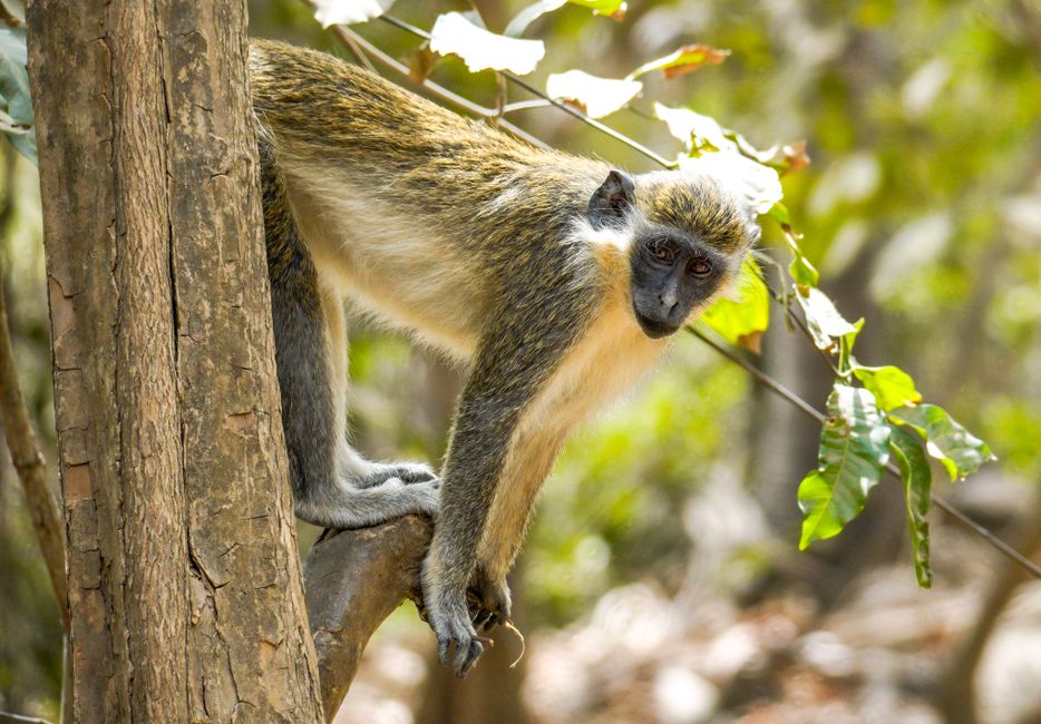 Nigeria — wild monkey in West African rainforest canopy