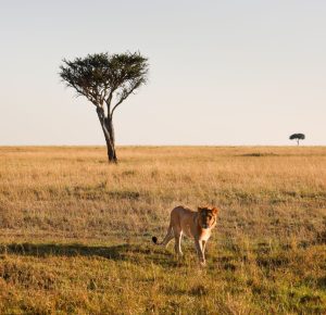 Berlin to Nairobi, Kenya from €523