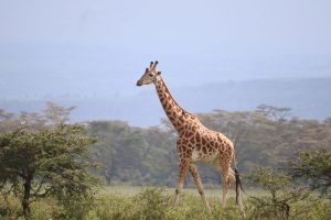 Bari to Nairobi, Kenya from €441
