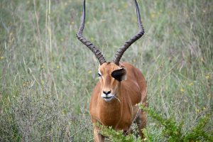 Zagreb to Nairobi, Kenya from €514