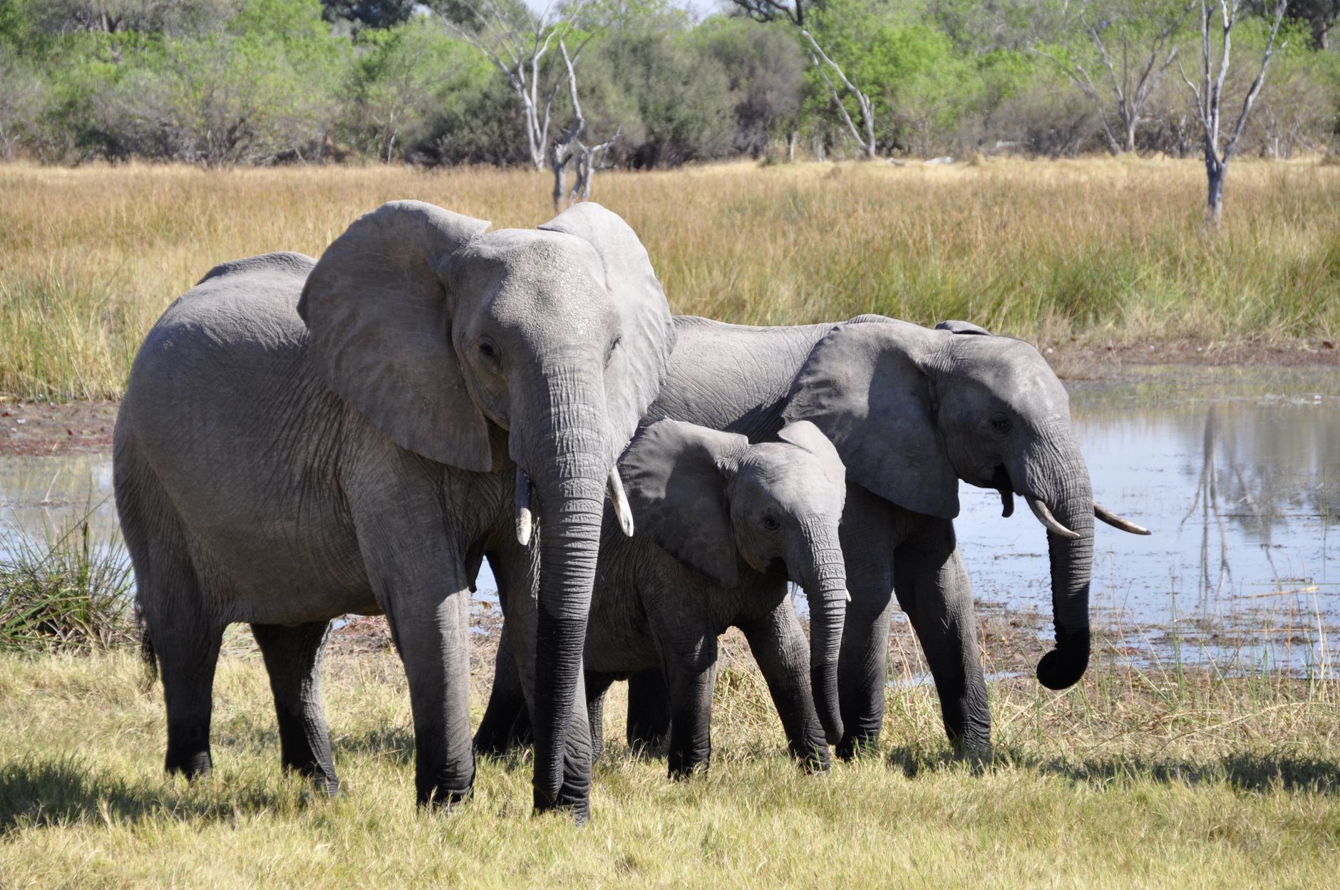 African elephants with a calf at a savanna waterhole
