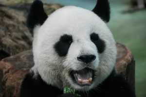 Athens to Chengdu, China from €513