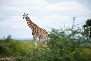 Paris to Entebbe, Uganda from €504