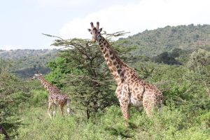 Belgrade to Nairobi, Kenya from €624