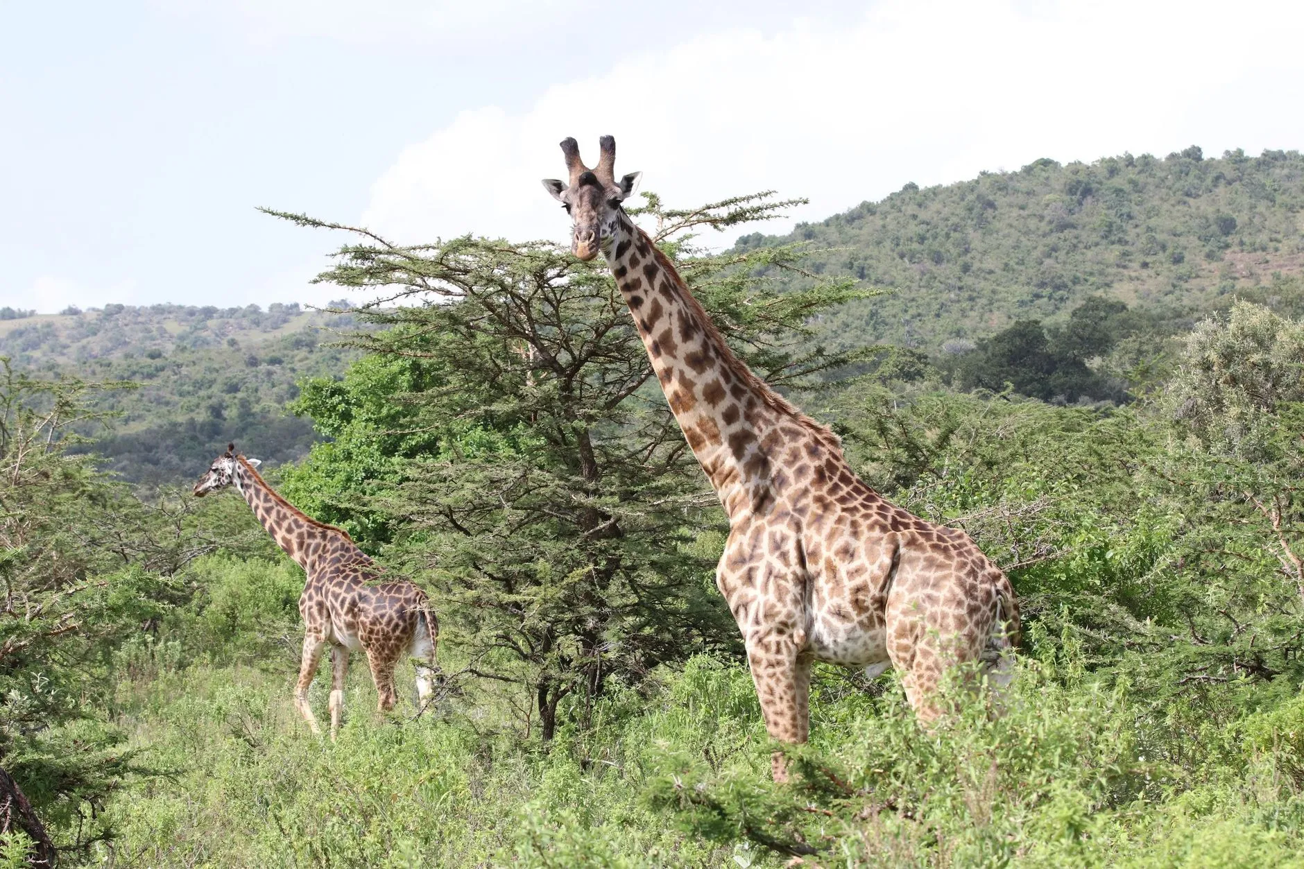 Nairobi, Kenya — two Maasai giraffes standing among green acacia bush with wooded hills behind, Narok County