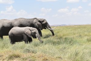 Oslo to Nairobi, Kenya from €541