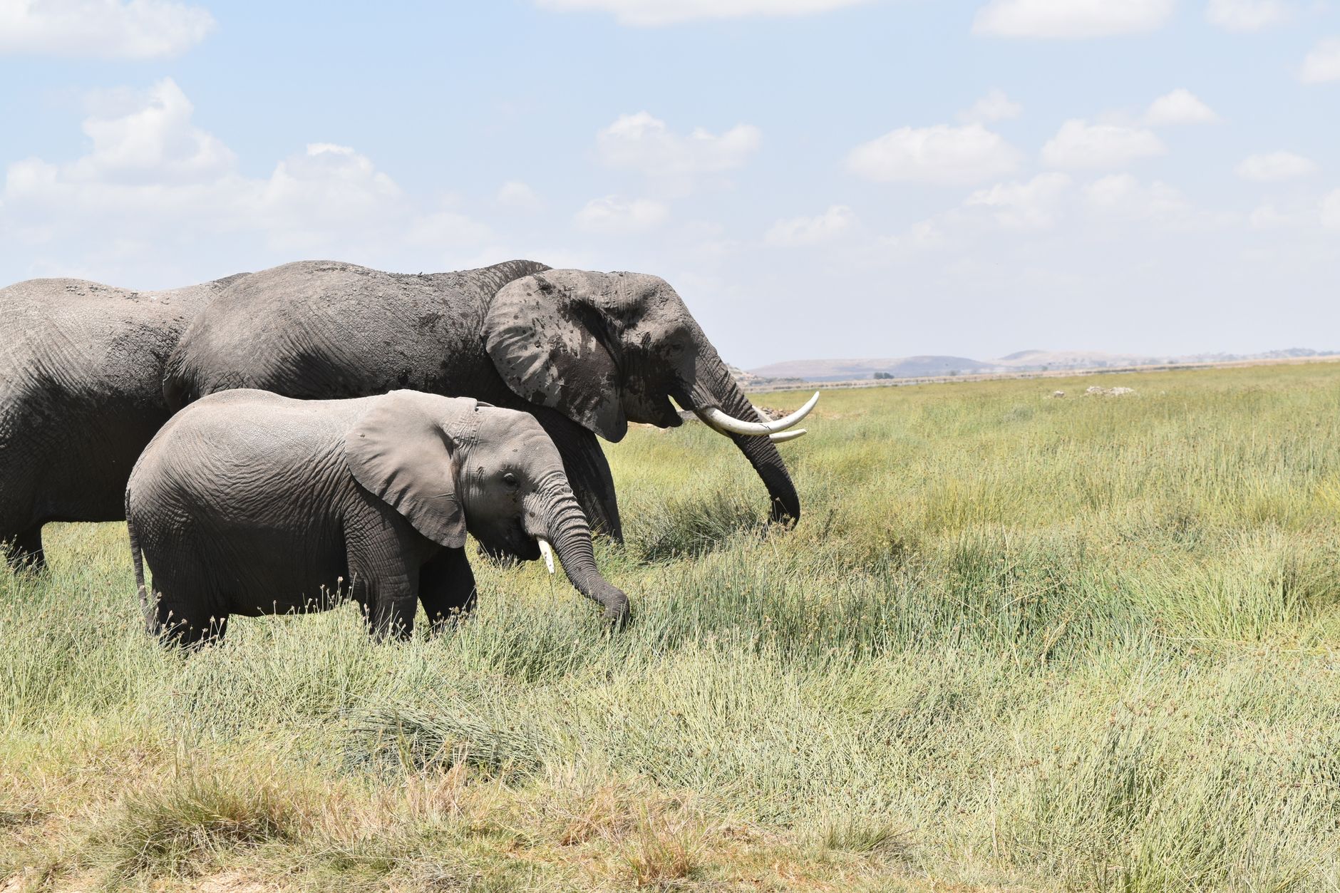 Nairobi, Kenya — an adult African elephant and a calf grazing in green savanna grass under a blue sky, Kajiado County