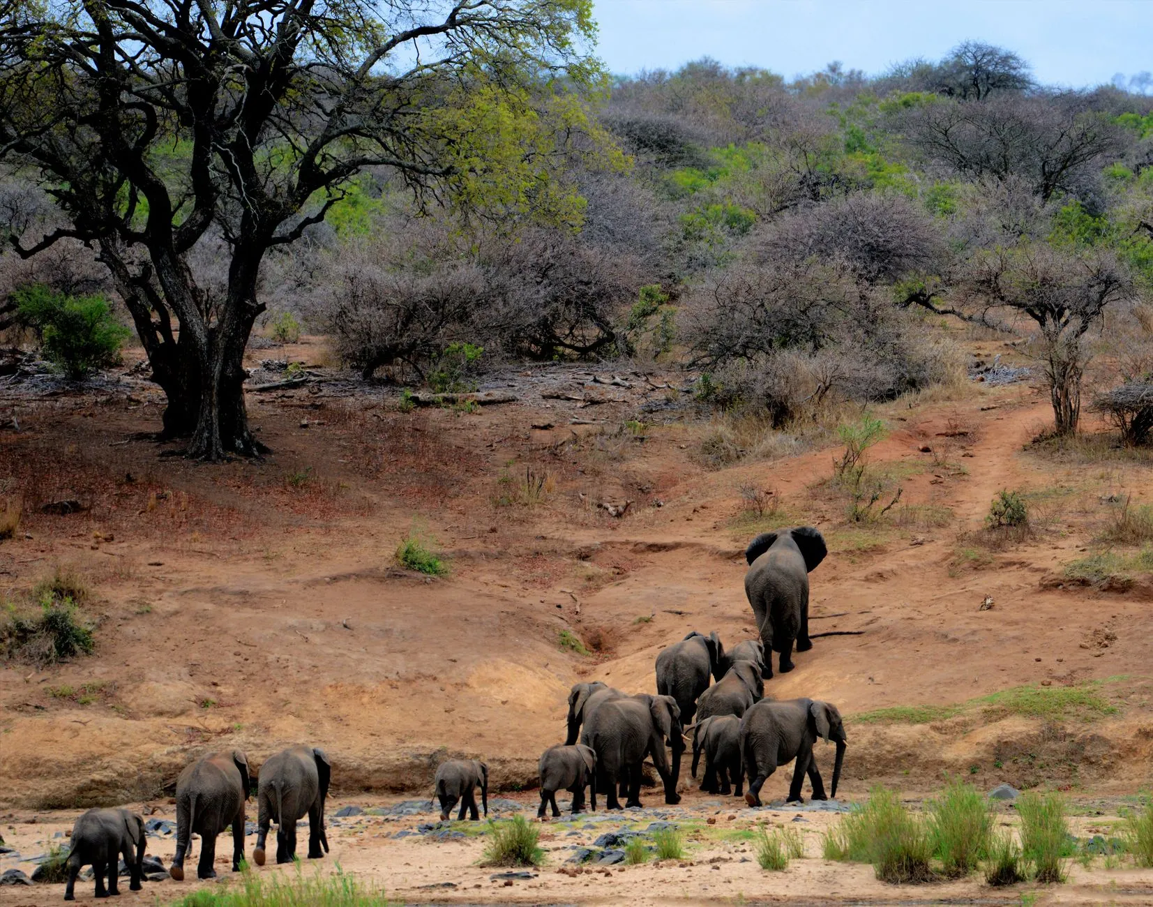 a herd of african elephants walking through kruger national park, south africa.