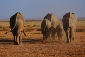 Basel to Nairobi, Kenya from CHF 460