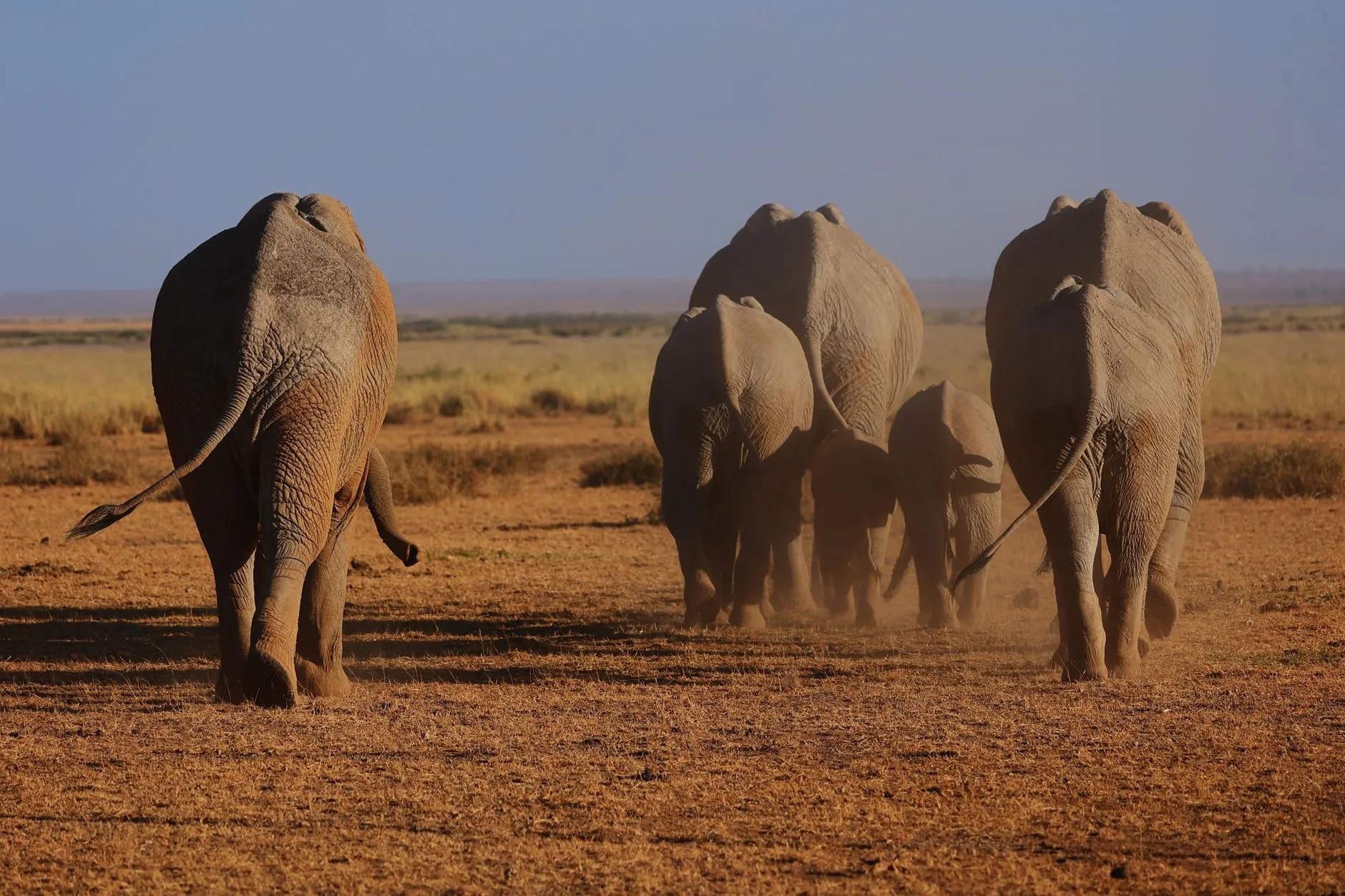 A herd of African elephants walking across the dusty Kenyan savanna in warm afternoon light.