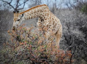 Basel to Johannesburg, South Africa from CHF 529