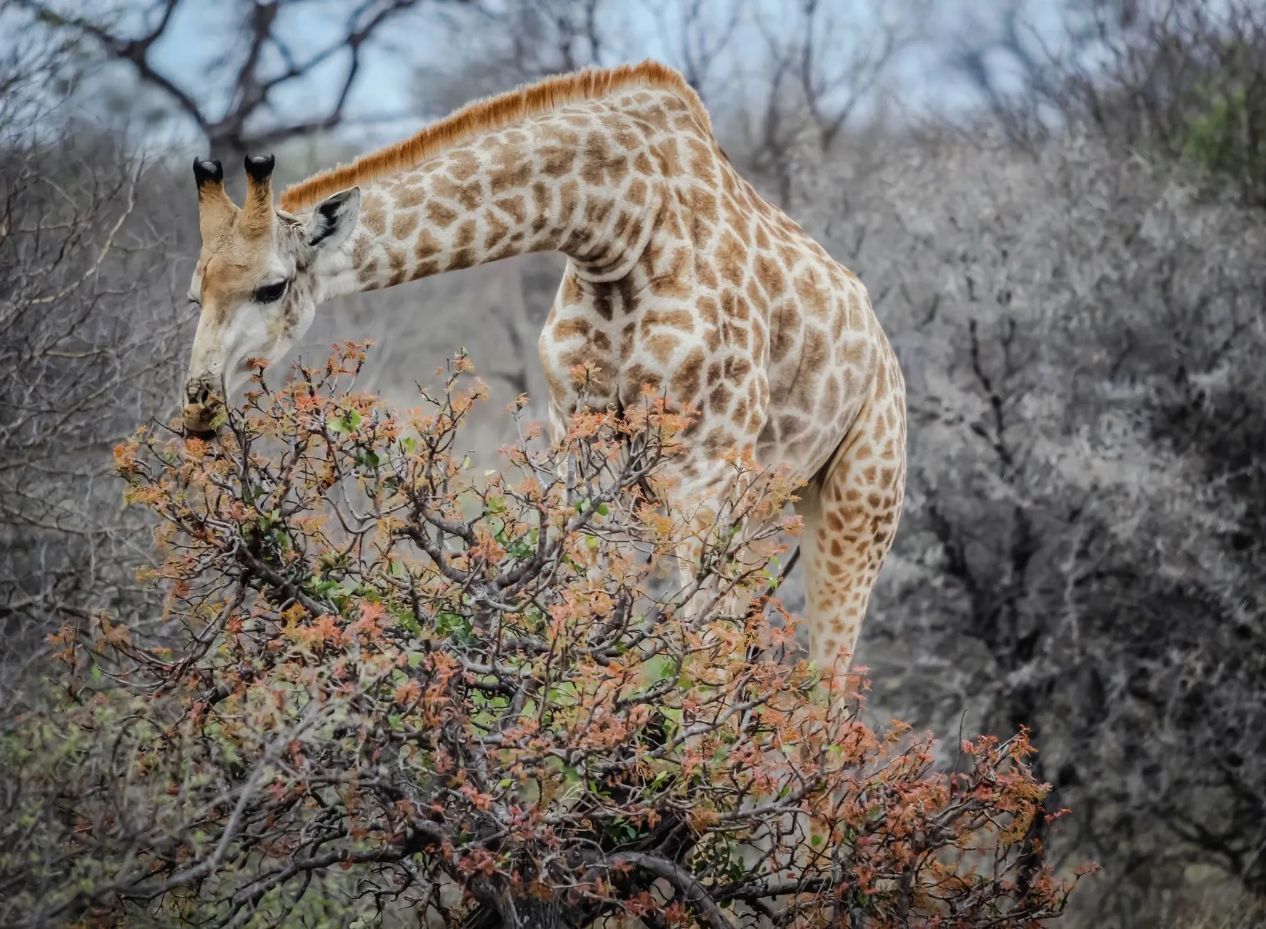 A giraffe browsing on a thorn tree in the South African bushveld under an overcast sky.
