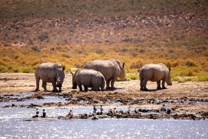 Bologna to Johannesburg, South Africa from €556