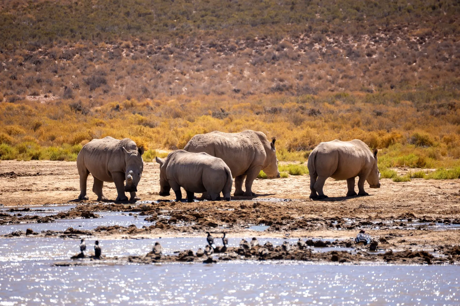 Four white rhinos standing at a waterhole in the South African bushveld, with dry scrub and a low hillside behind them and waterbirds on the shallows in front.