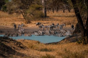 Milan to Johannesburg, South Africa from €485