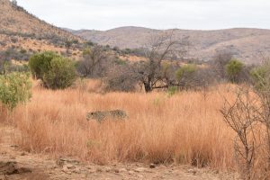 Vienna to Johannesburg, South Africa from €484