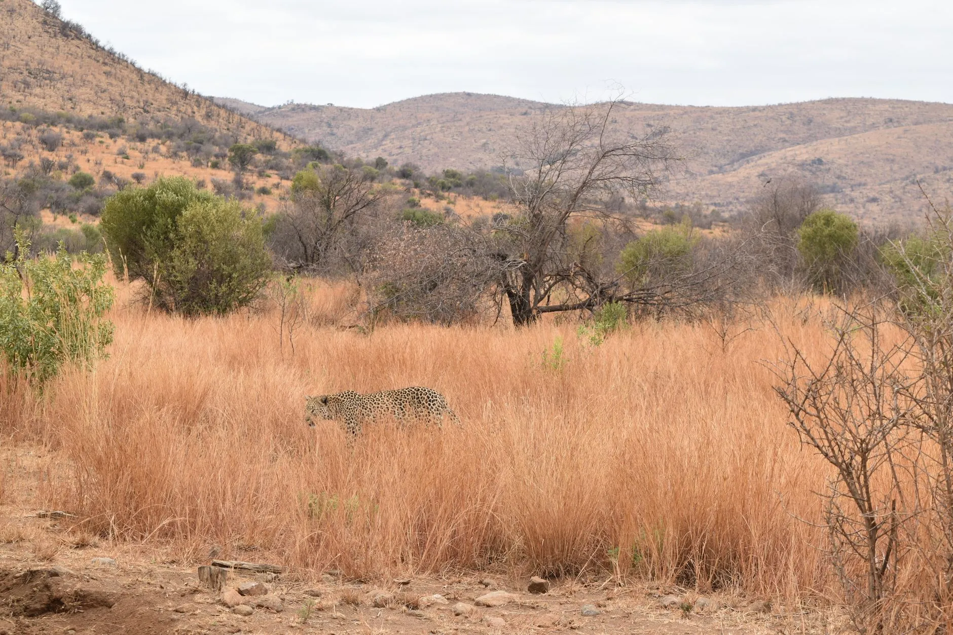 A wild leopard walking through tall golden grass in the Pilanesberg bushveld, South Africa, with hills behind.