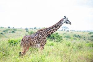 Vienna to Nairobi, Kenya from €424