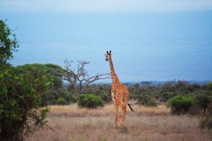 Barcelona to Nairobi, Kenya from €415