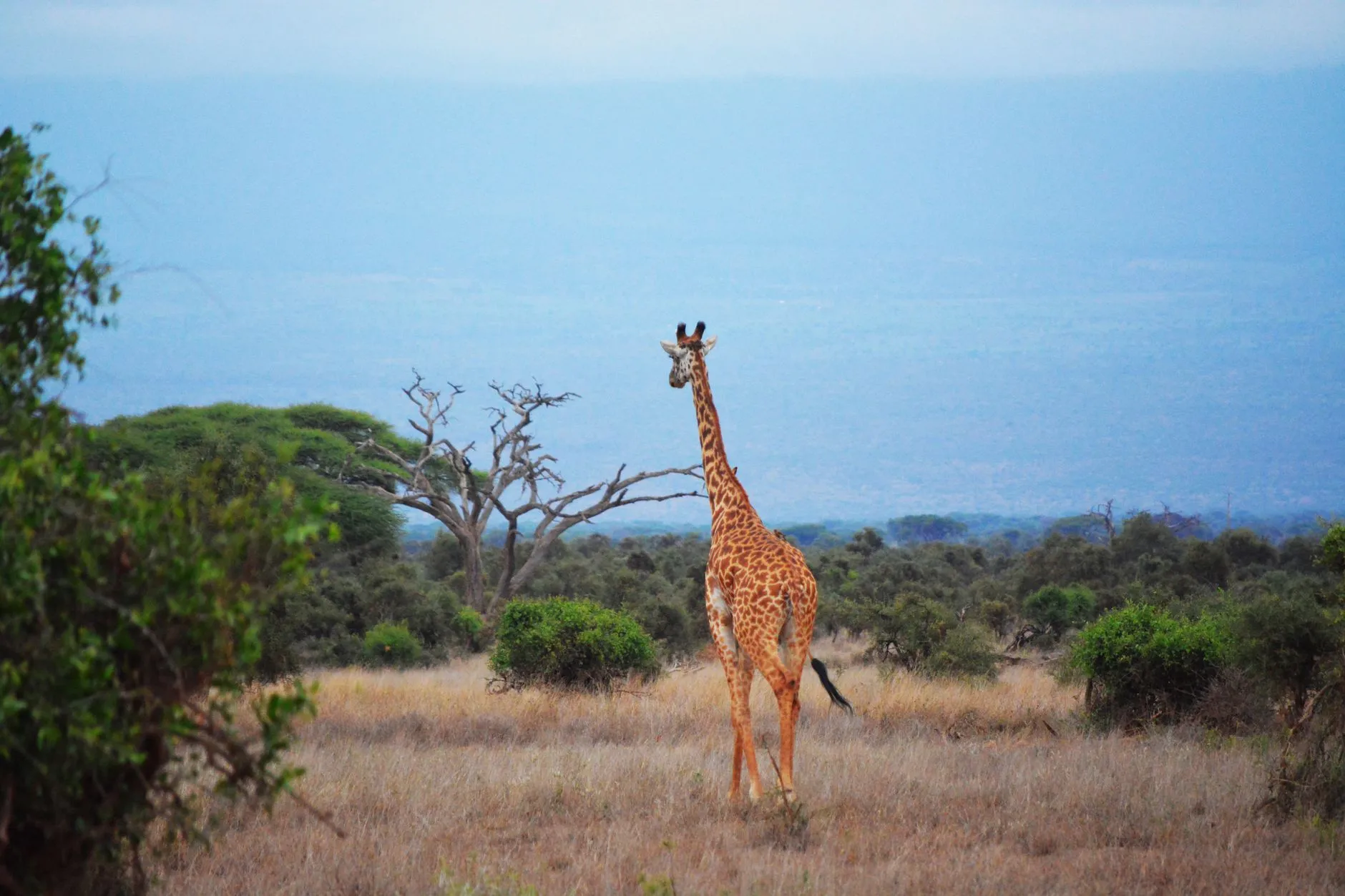 A giraffe standing in open Kenyan bush with acacia trees and a hazy plain stretching away behind it.