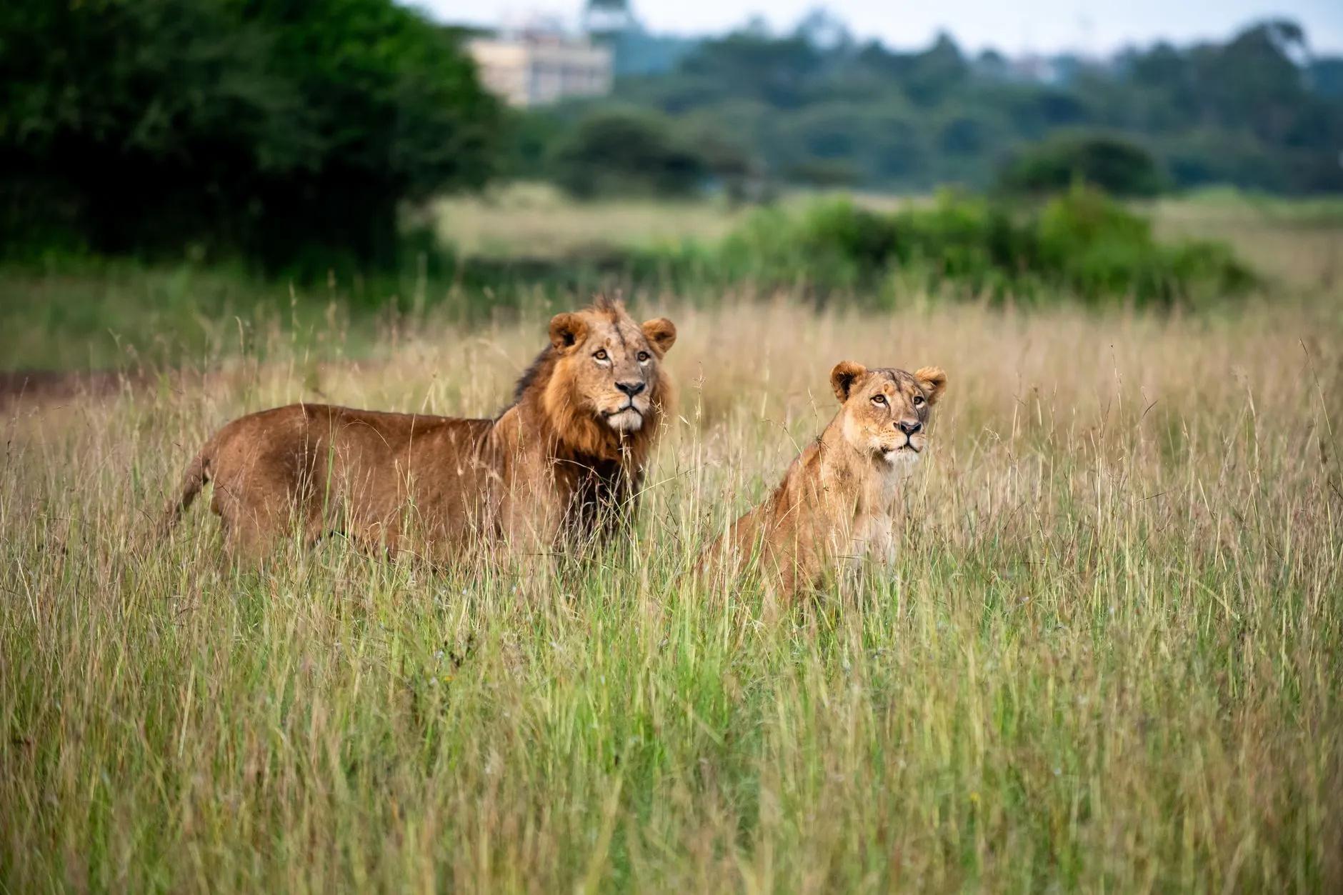 Kenya — two lions stand majestically in the grasslands of nairobi national park, kenya.