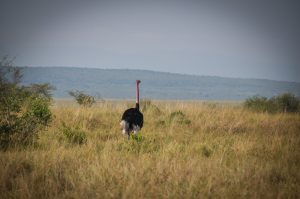 Milan to Nairobi, Kenya from €498
