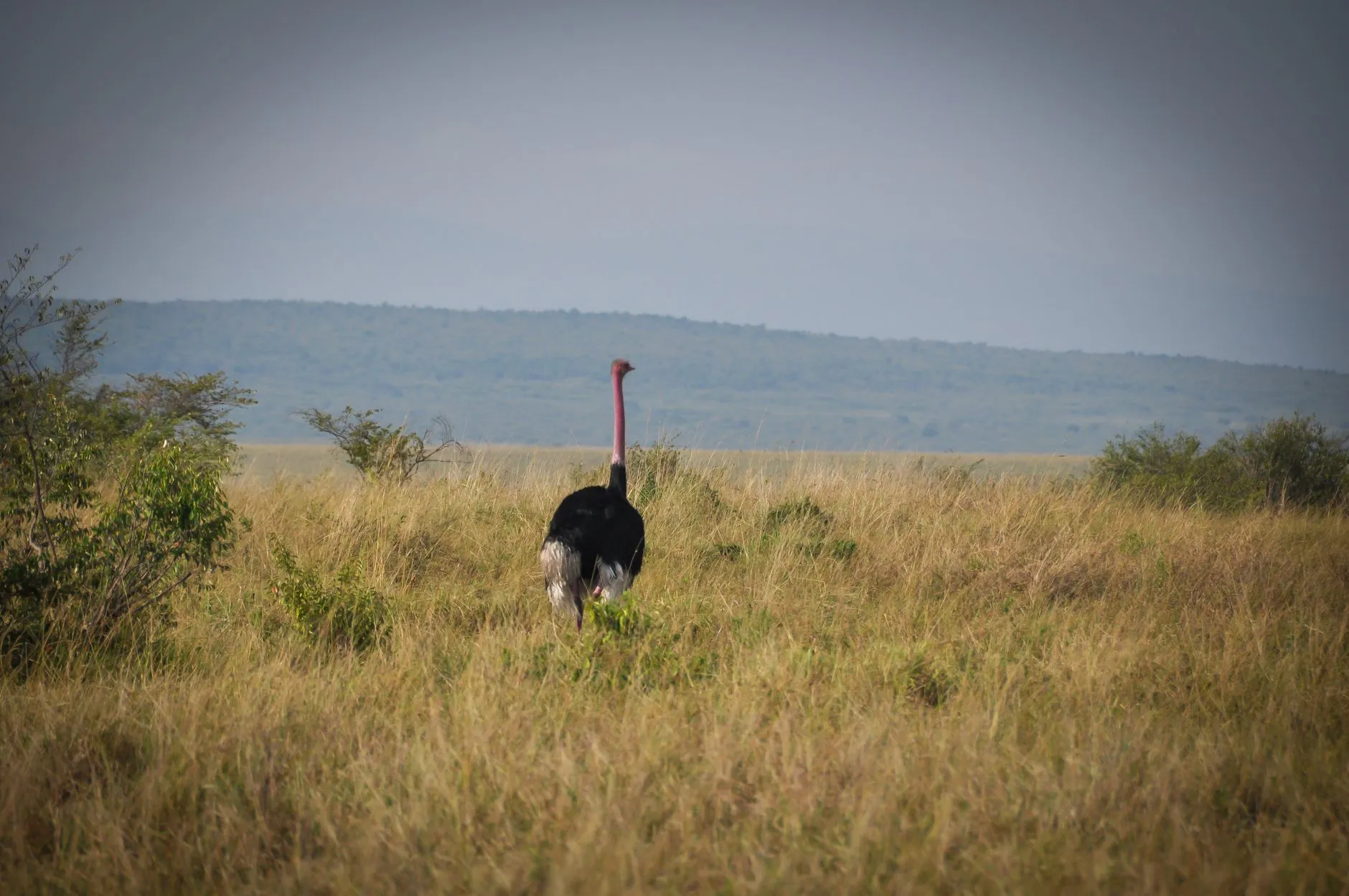 Kenya — a lone ostrich exploring the expansive african savannah, showcasing wildlife in its natural habitat.